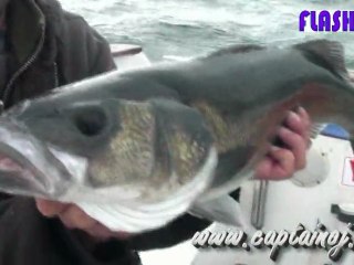 Pêche du bar en surface au super spook flashmer -oct 2009