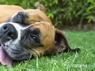 Garden Plaza Apartments in Sierra Vista, AZ-ForRent.com