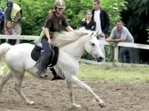 poney cheval nature