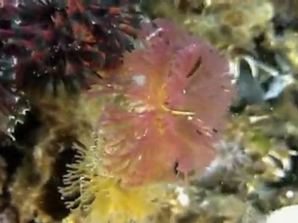 Puget Sound Matters: Jeff Renner