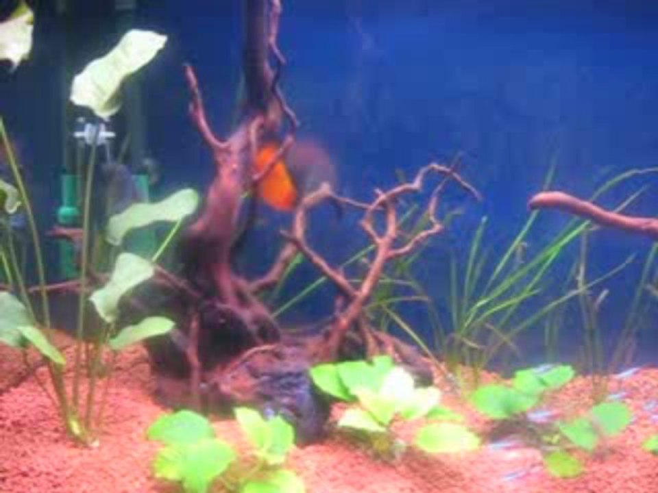 Bitkili Discus tankım