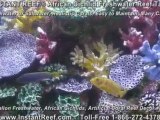 Cichlid Freshwater Reef Tank, African Cichlid Reef Aquarium