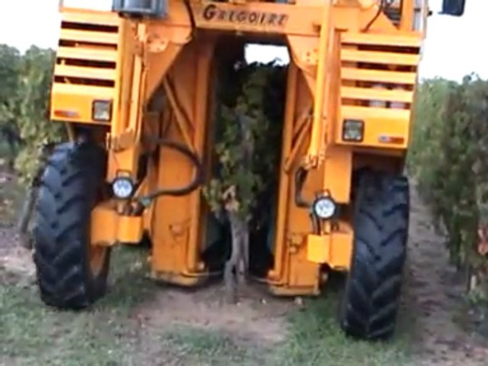 les vendanges au domaine lamé delisle boucard