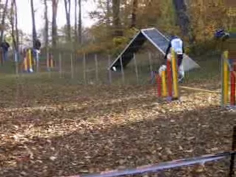 Cookie au concours d'agility