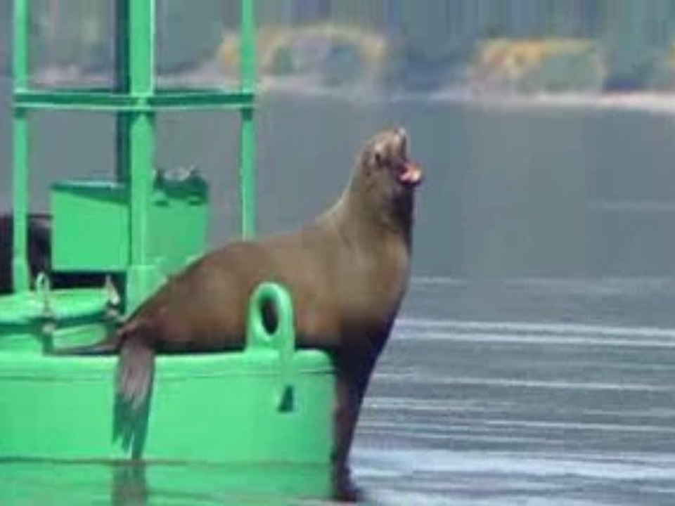 Puget Sound Matters: Contaminated Seals