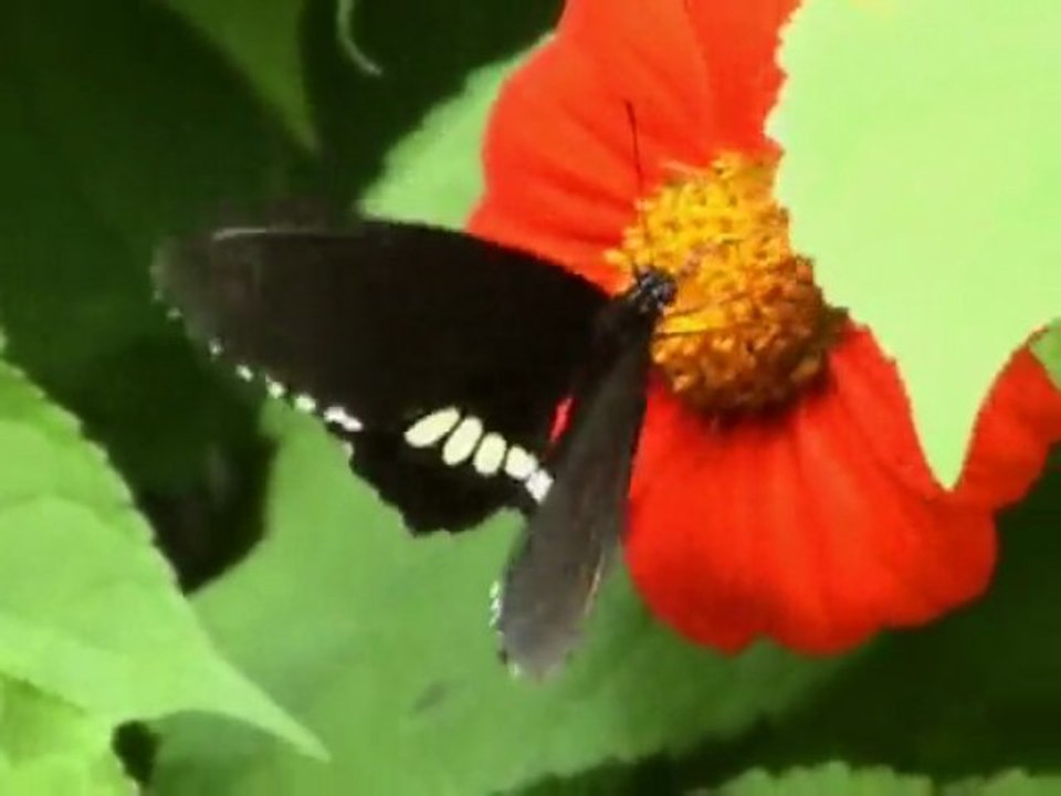 L'ours le papillon et le lac