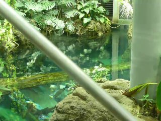 CALIFORNIA ACADEMY OF SCIENCES
