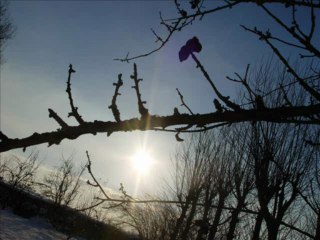 Emilie claire barlow Jardin d'hiver