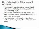 Secrets To Building Chicken Coops