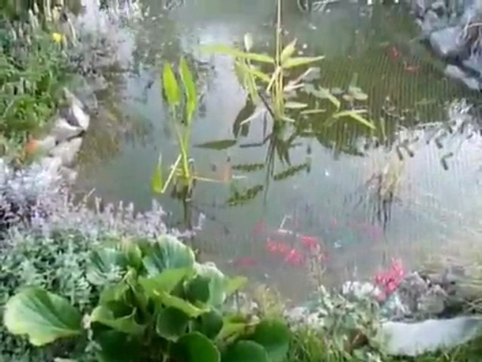 bassin poisson