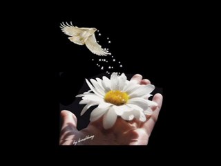 UZUN HAVA -DAMAR- TQTQR