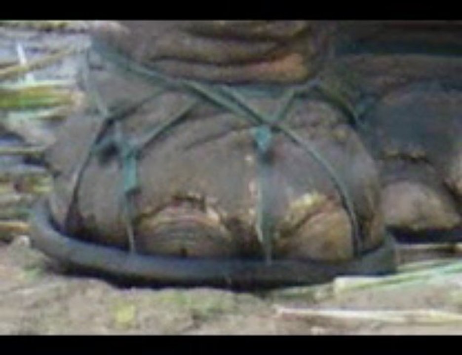 Elephant wearing shoes