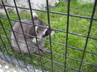 Maison de mon raton laveur Jayco House of my raccoon Jayco