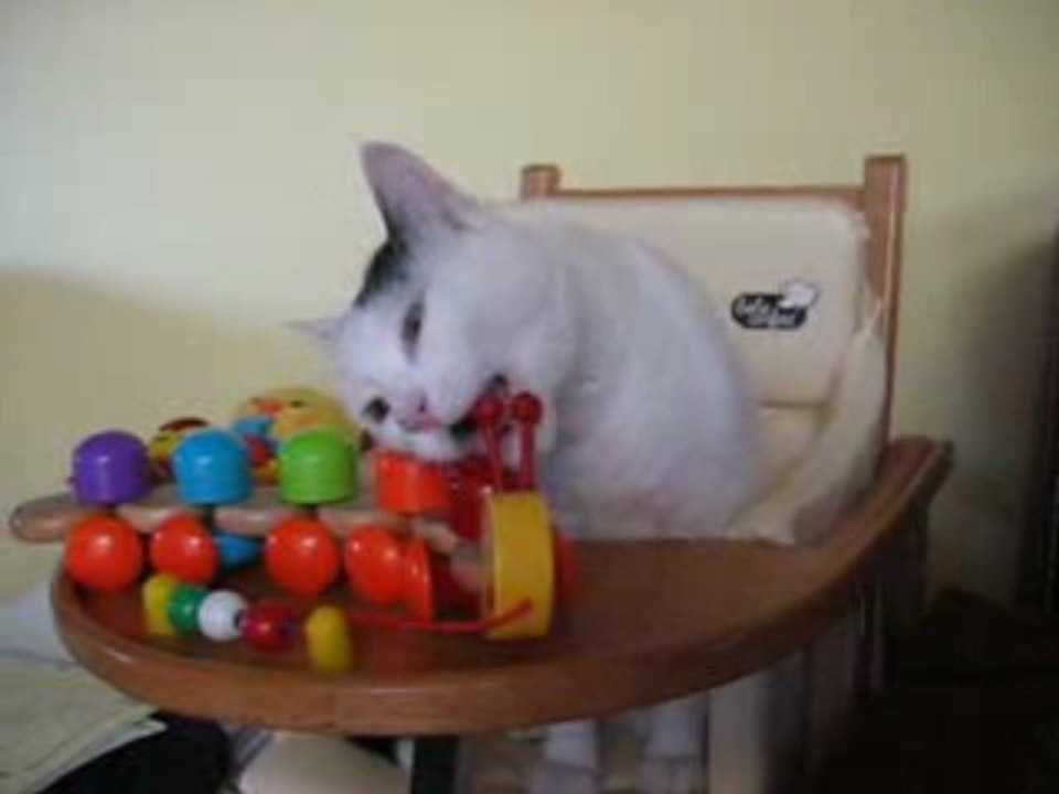 mes chatounets 003