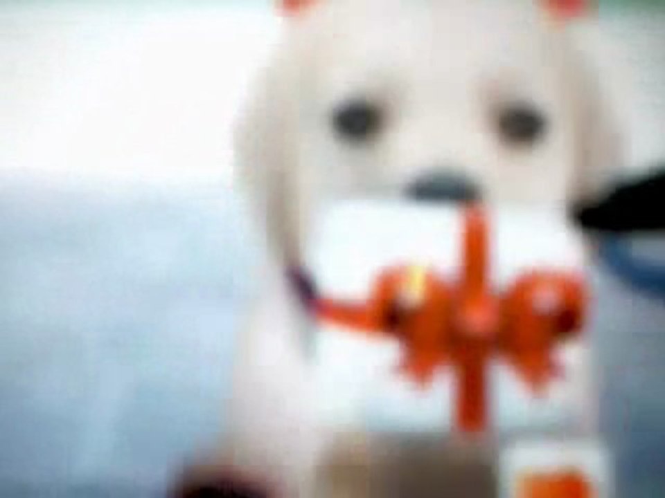Nintendog-Labrador