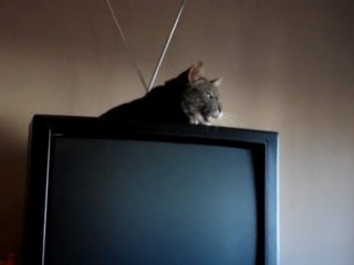 Milky chante du Chantal Goya