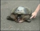 Le fils de régis vs tortue