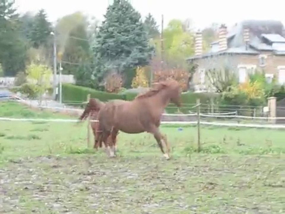 5 mois 1/2 de gestation