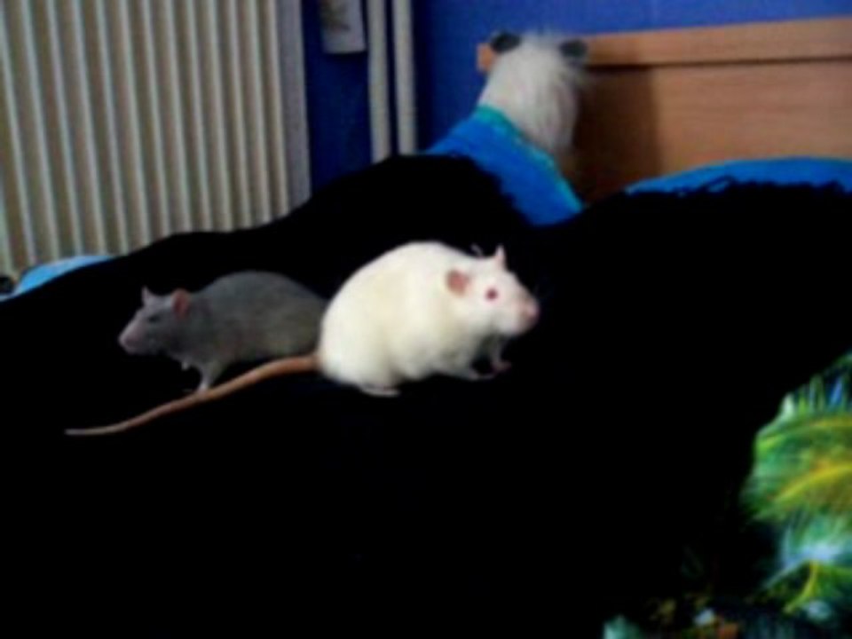 Intégration Tsukiyo/Sharingan/Mystère n°1