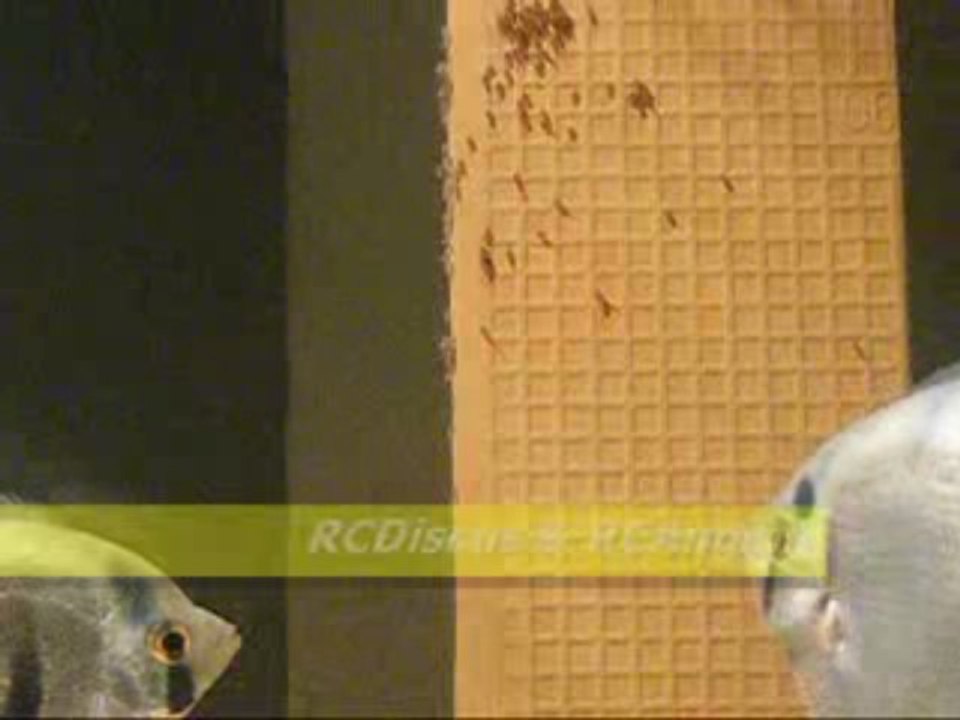 Mavi Melekler / Blue Angels (2)