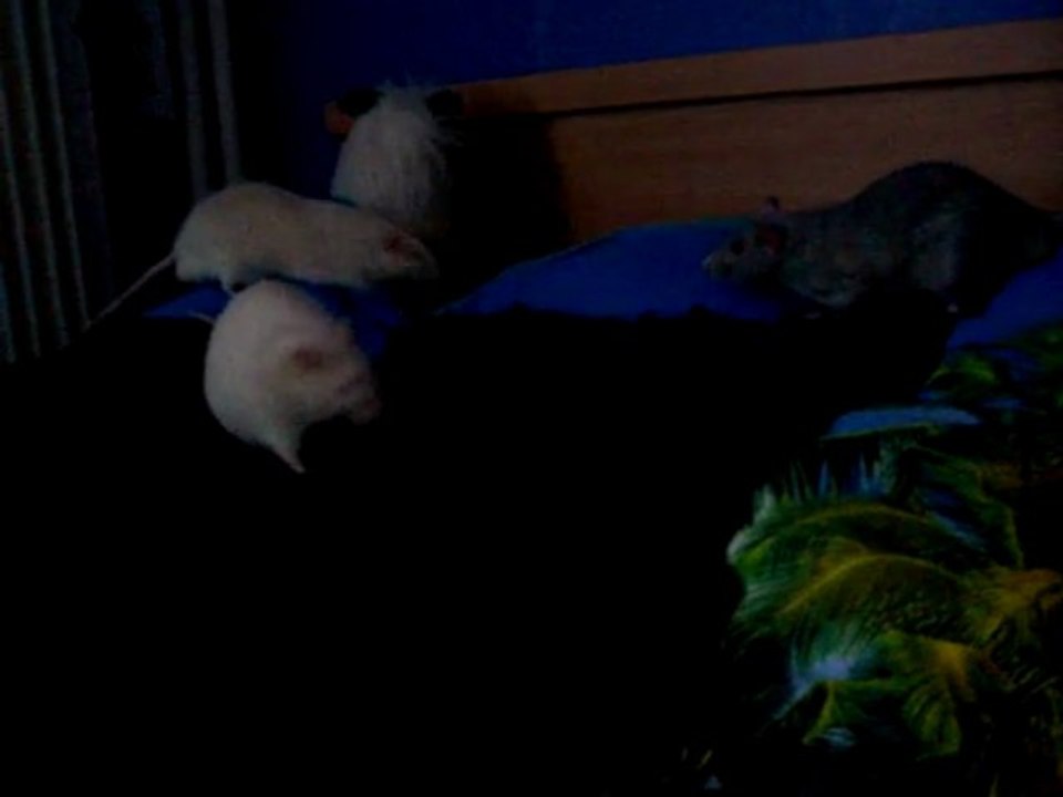 Intégration Tsukiyo/Sharingan/Mystère n°4