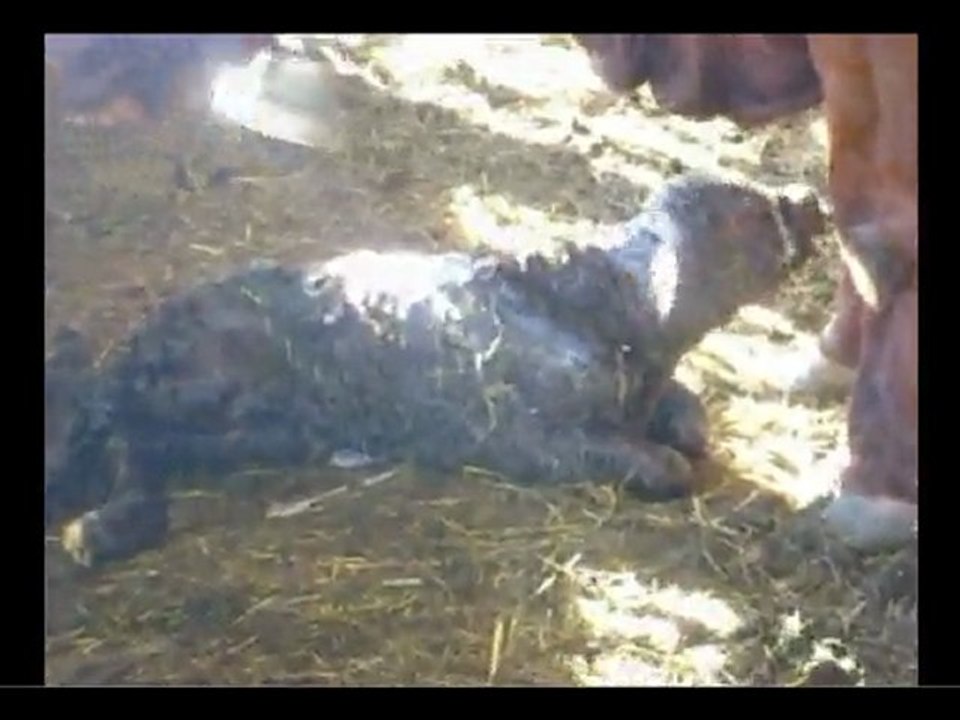 Vêlages à l'Elevage Salers en Livradois