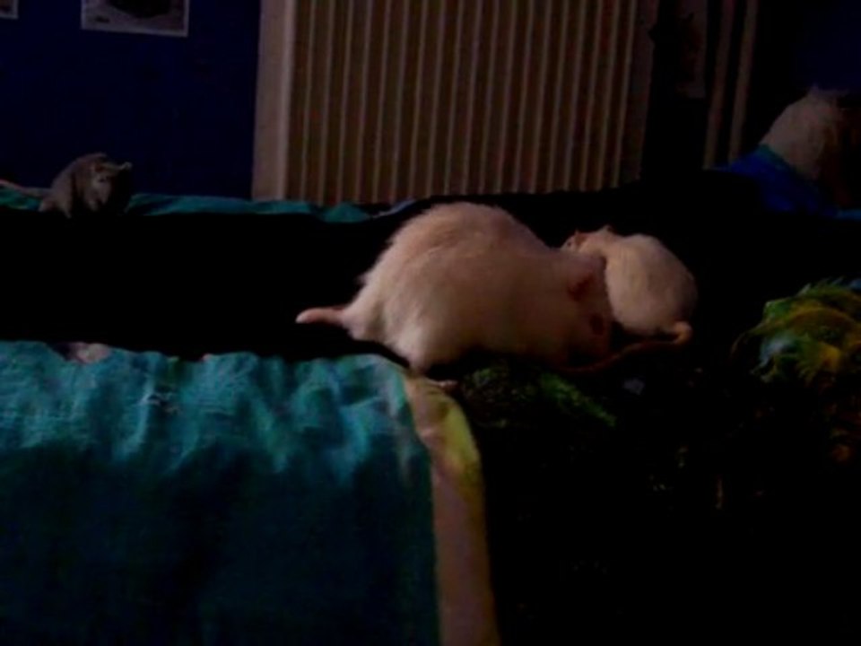 Intégration Tsukiyo/Sharingan/Mystère n°5