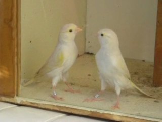 Isabelles pastels Jaune Mosaique