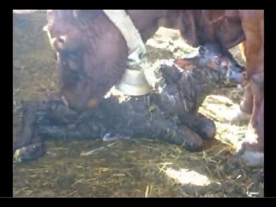 Parir a Criar Salers en Livradois VINCENT-PESCHER