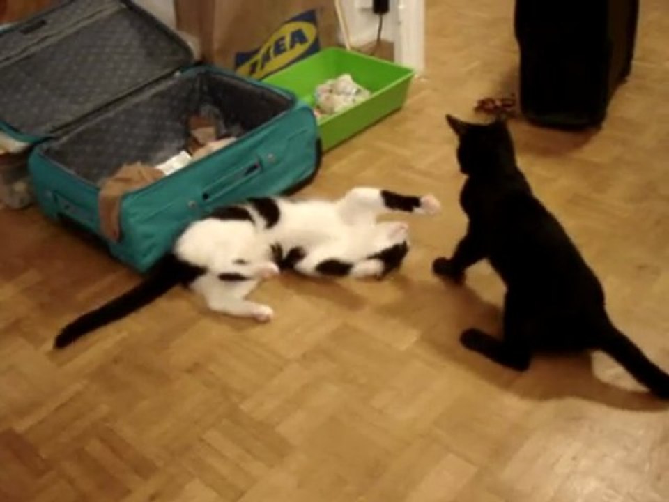 Combat Simba & Nenette