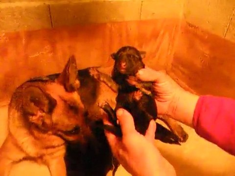 CHIOTS: BAIKA DU LAC D'ANNECY - CYREX DU LAC D'ANNECY