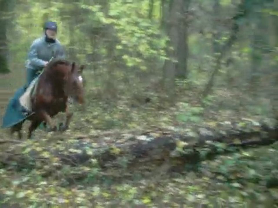 tronc en forêt