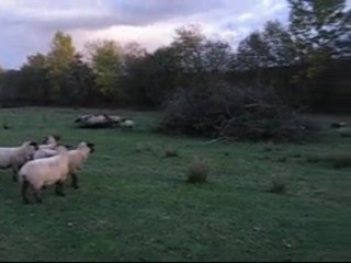 Entrainement de Déli au troupeau le 8 novembre 2009