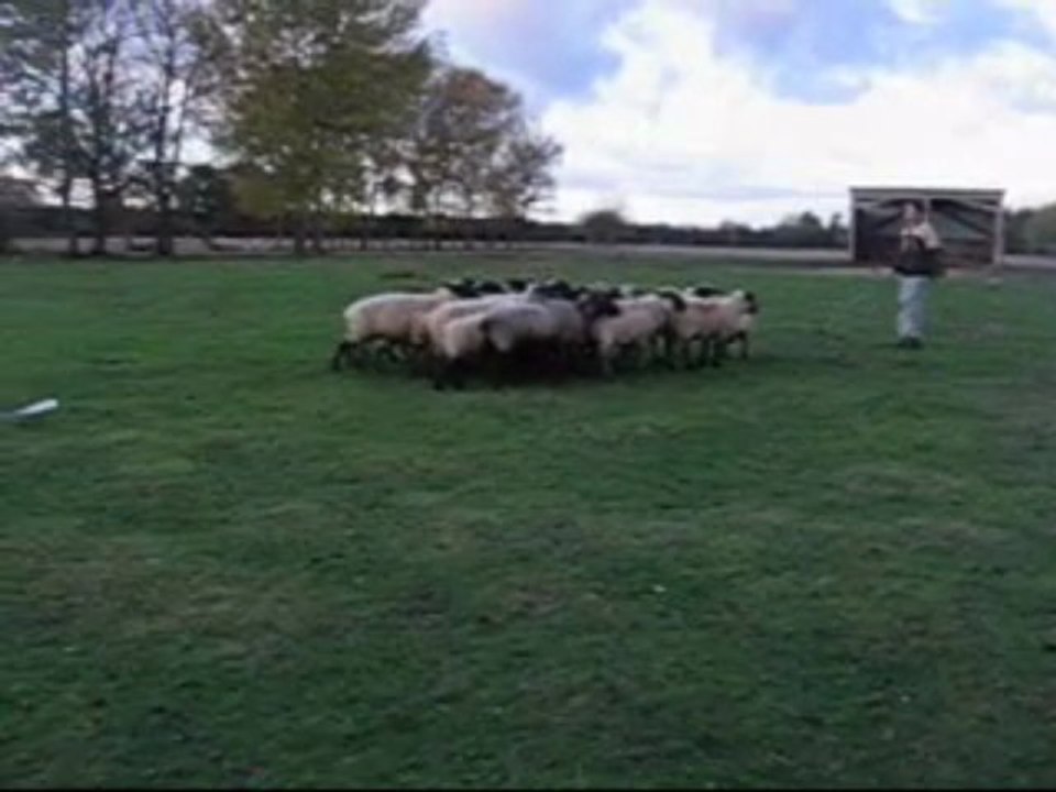 Entrainement de Déli au troupeau du 7 novembre 2009-2