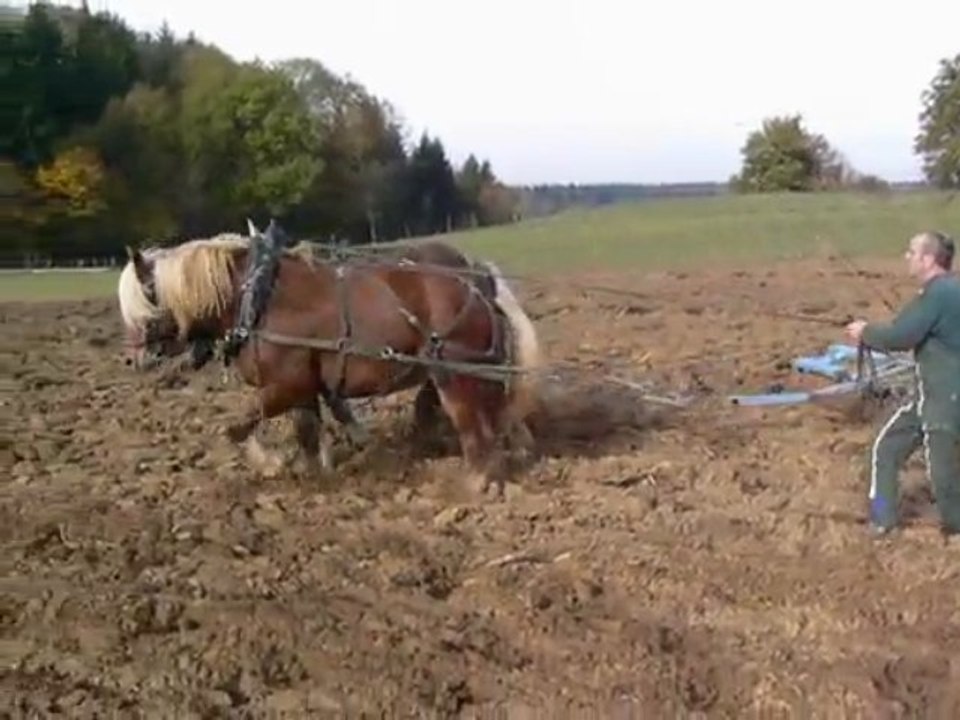 cultipacker-attelage-2-chevaux-stage-Hippotese-nov-2009