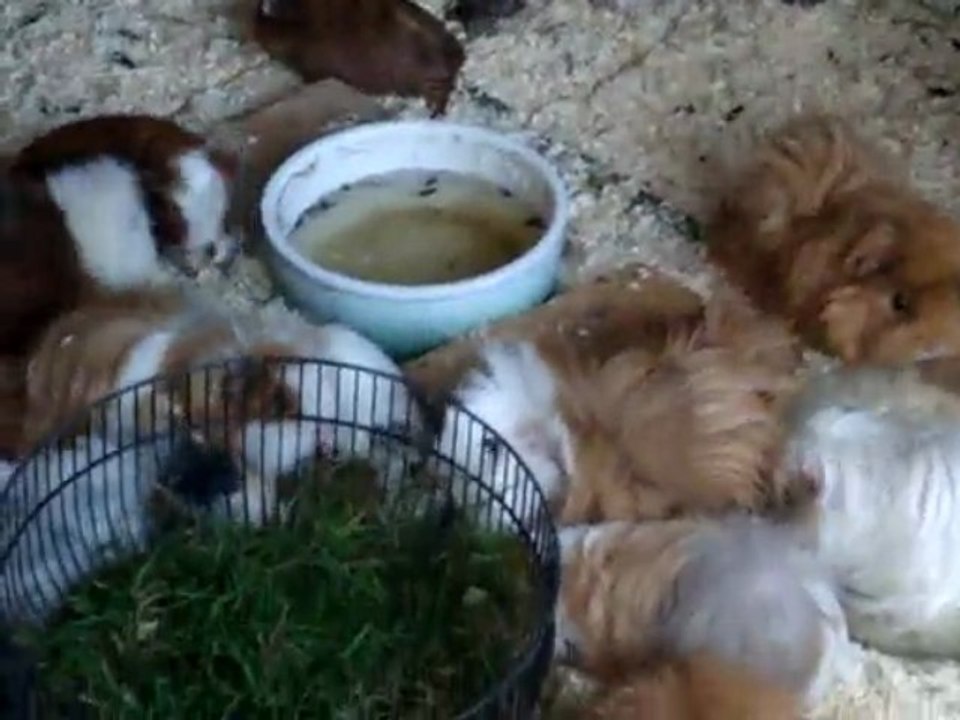 le parc des chons femelles