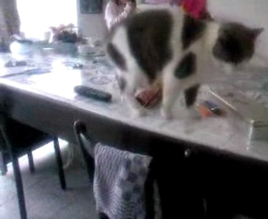 stitche et canaille LOL