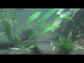 My Collection of Exotic Reptiles and Fish