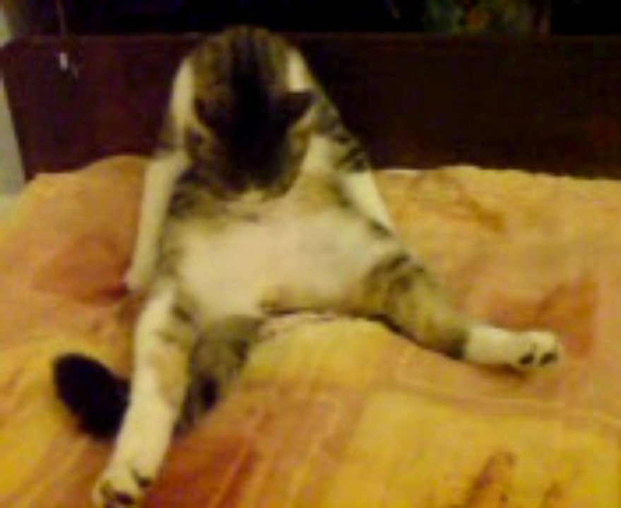 LE CHAT PANDA