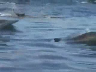 Yunusların Muhteşem Gösterisi