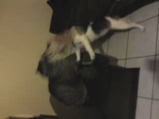 jeu de pattes