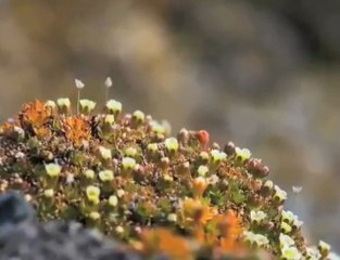 L_Arctique chauffe sauvons-le !