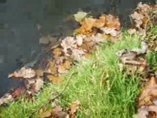 petit brochet deviendra grand !!!!!!! no kill !!!!!!!!!!!!!!