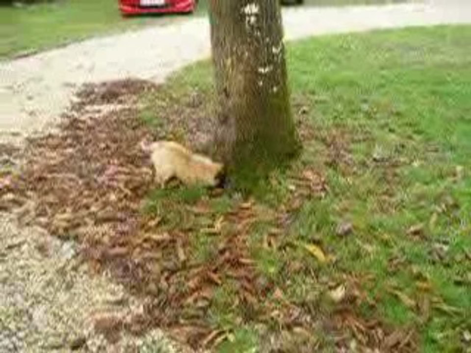 Ebby et son arbre