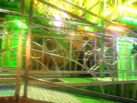 Le tapis roulant à la St Martin