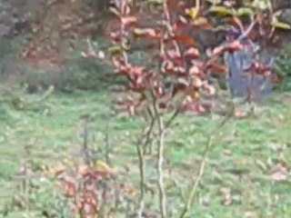 Paintball fun Combat Final