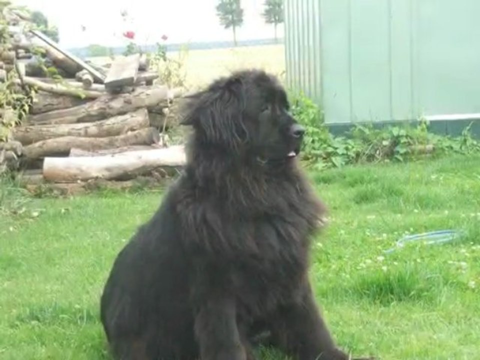 ma meute