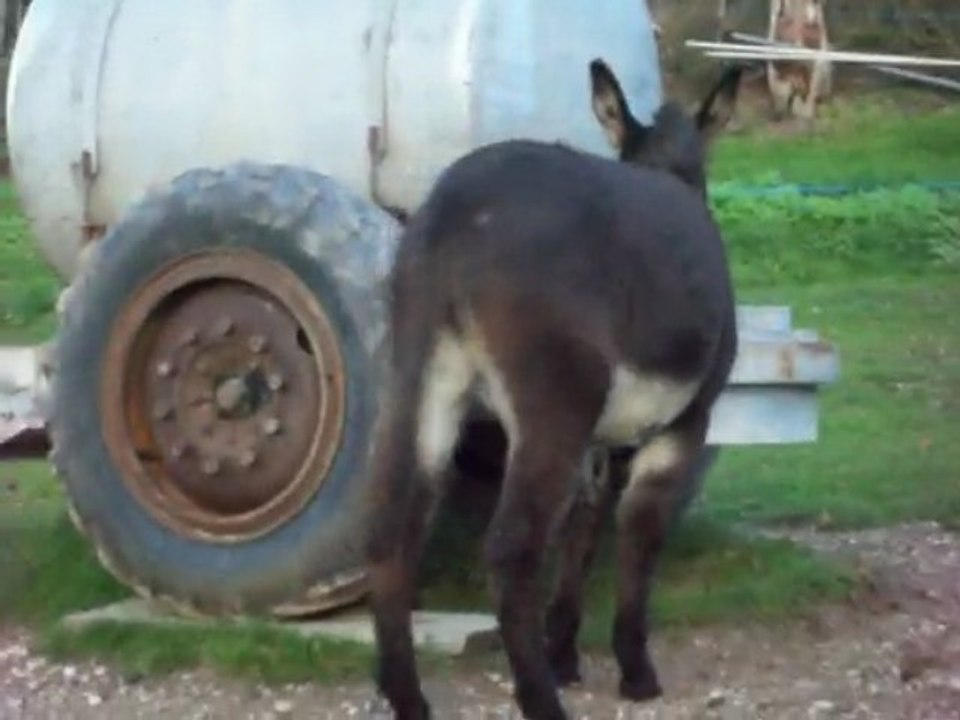 taquinne carla 6 novembre 006