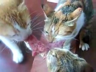 trois chats se baguarrent pour un steak