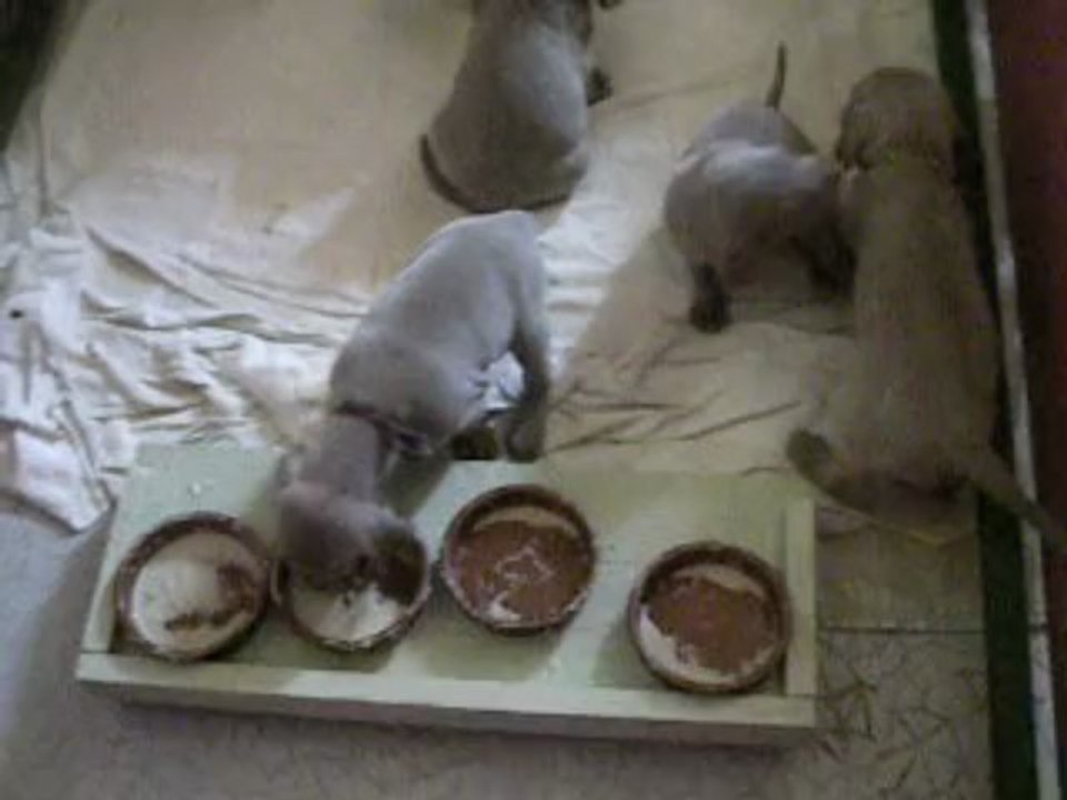 Chiots de Vanda et Valdor(suite)